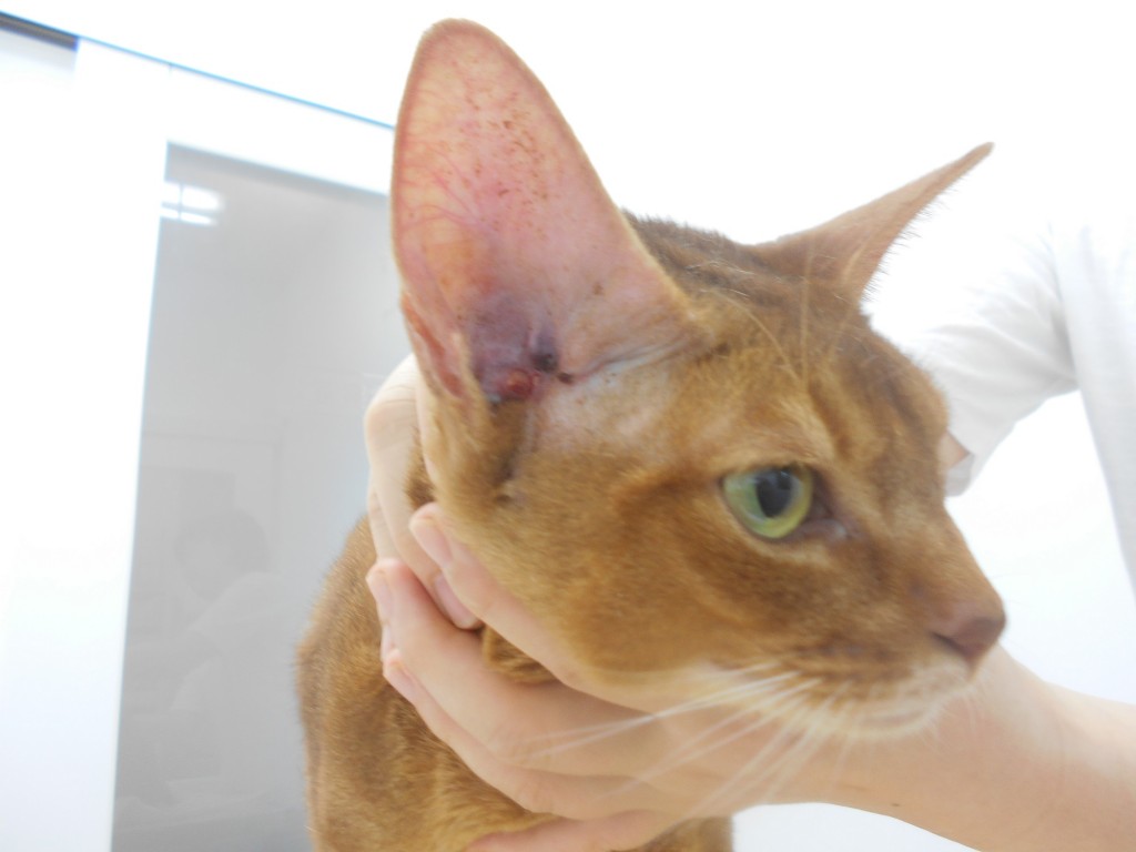 猫の外耳道の形成された鼻咽頭ポリープの摘出 | 千葉県佐倉市のしらい動物病院