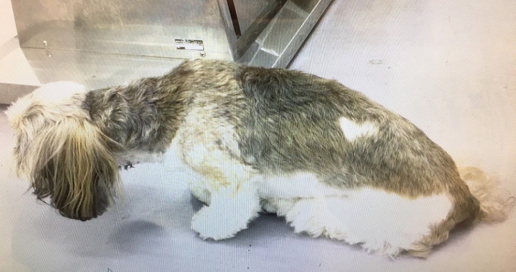 犬の脊椎症