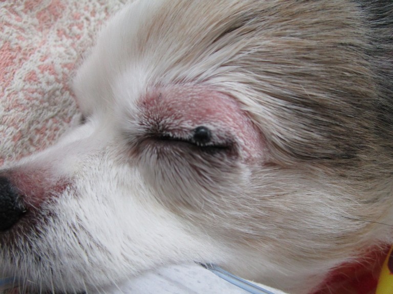 犬の眼瞼皮膚黒色腫（メラノーマ） 彩りブログ
