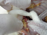 SONY DSC-W830 -2592x1944-2302080-T1