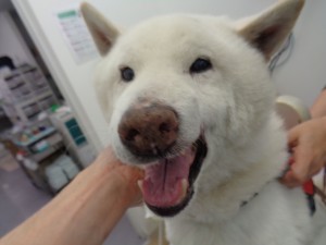 SONY DSC-W830 -2592x1944-13725632